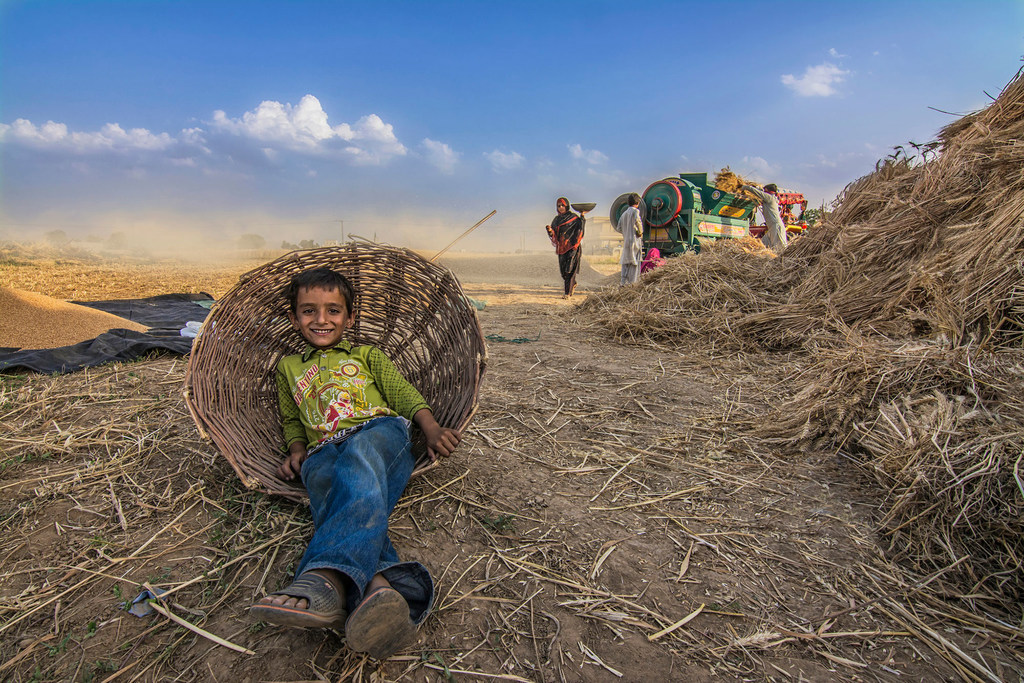 A young boy relaxes in a wicker basket as his family threshes harvested wheat.